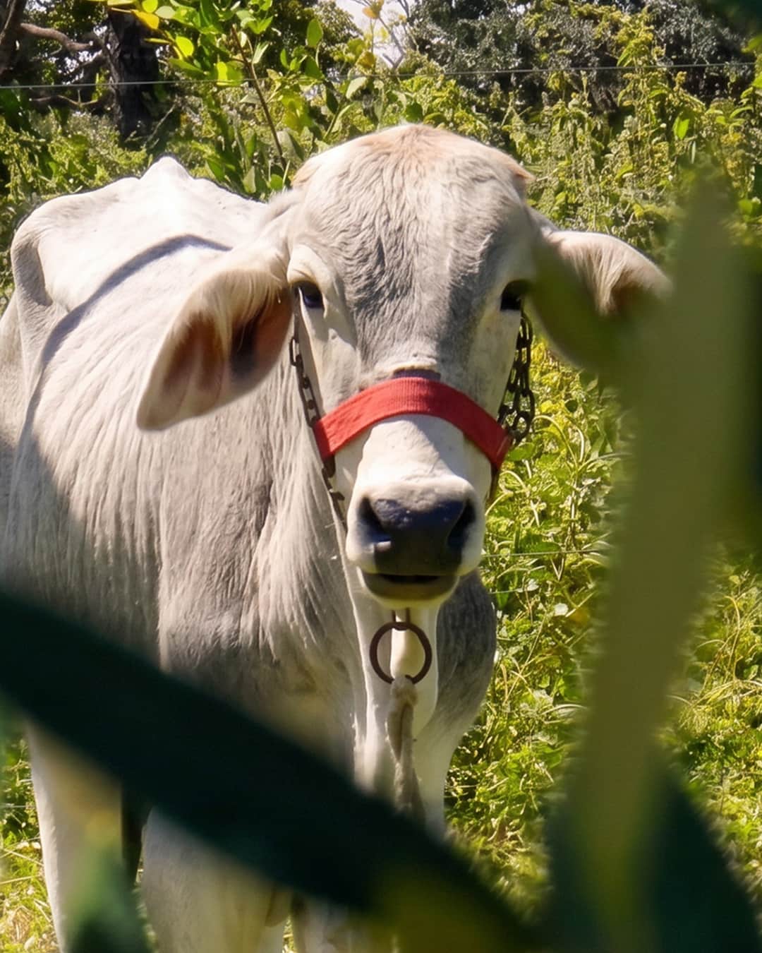 Experiência na Fazenda Rio Vermelho